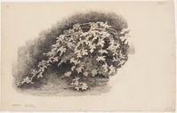KT 1127
<br/>
Een bramenstruik
<br/>
<em>Bastert, Nicolaas (1854-1939)</em>